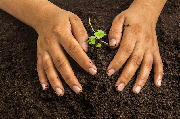 A close-up shot of hands planting a sapling in fertile soil, with a lush green forest in the background. Sunlight filters through the trees, highlighting the act of reforestation and environmental conservation.