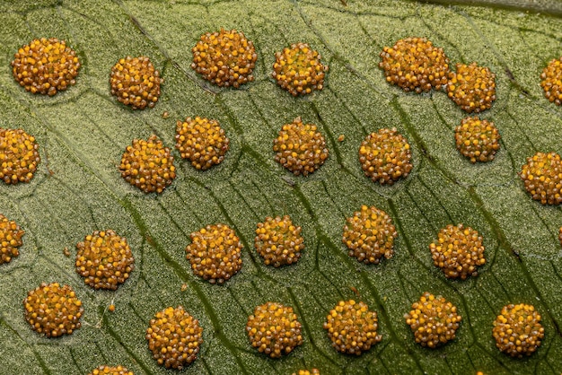 A microscopic view of different types of pollen grains, including tree pollen, grass pollen, and ragweed pollen, labeled and magnified.