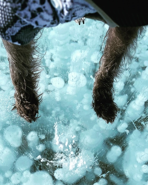 Close-up of a person's legs submerged in icy water. Ice cubes are visible floating in the water, and the person's skin shows signs of redness and goosebumps. The focus is on the physical sensation of cold water immersion.