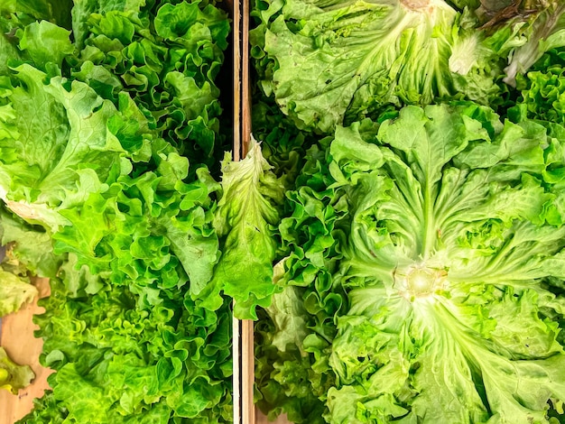 A close-up shot of hydroponically grown lettuce in a vertical farm. The lettuce is vibrant green, and the lighting highlights the precision and technology used in the farming process. The background shows more rows of various leafy greens.
