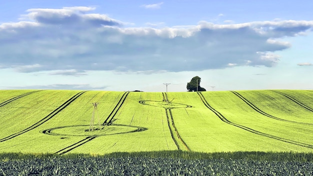 A verdant agricultural field with rows of crops stretching into the distance, representing the agricultural sector's importance in the USMCA trade agreement. Tractors and farming equipment are visible, suggesting active cultivation.
